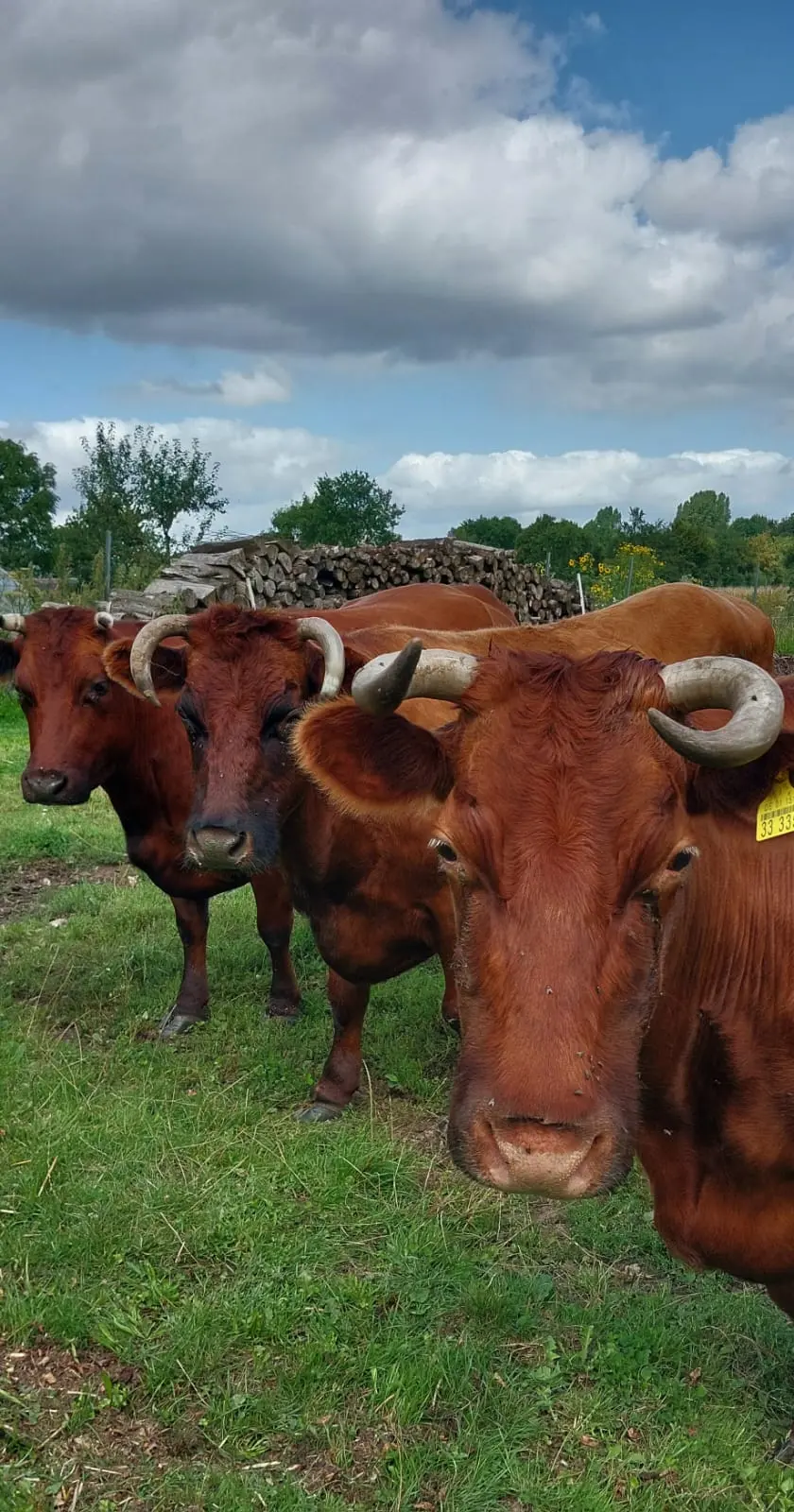 Neugierige rotbraune Rinder auf der Weide