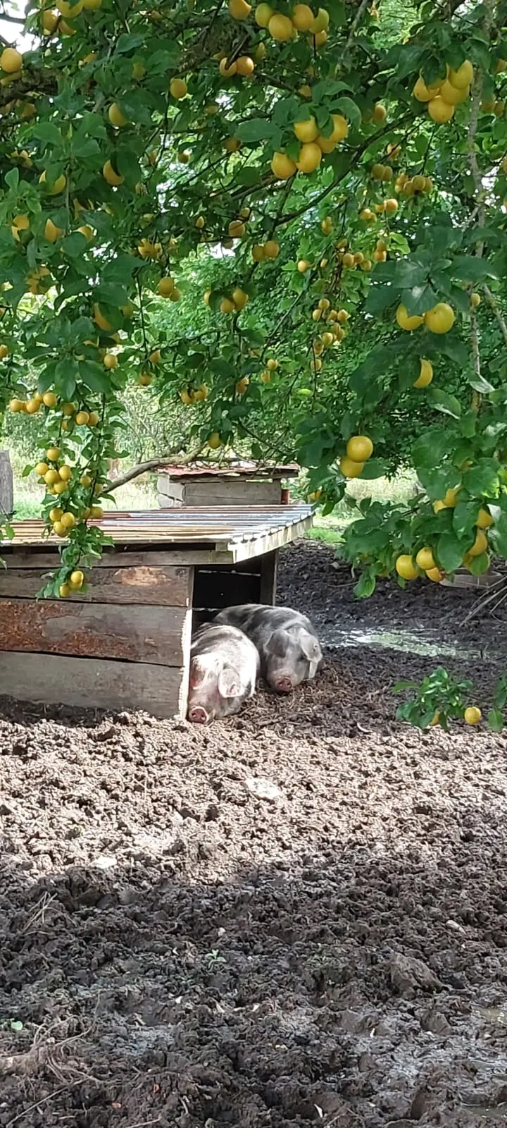 Schweine unter einem Apfelbaum im Außengehege